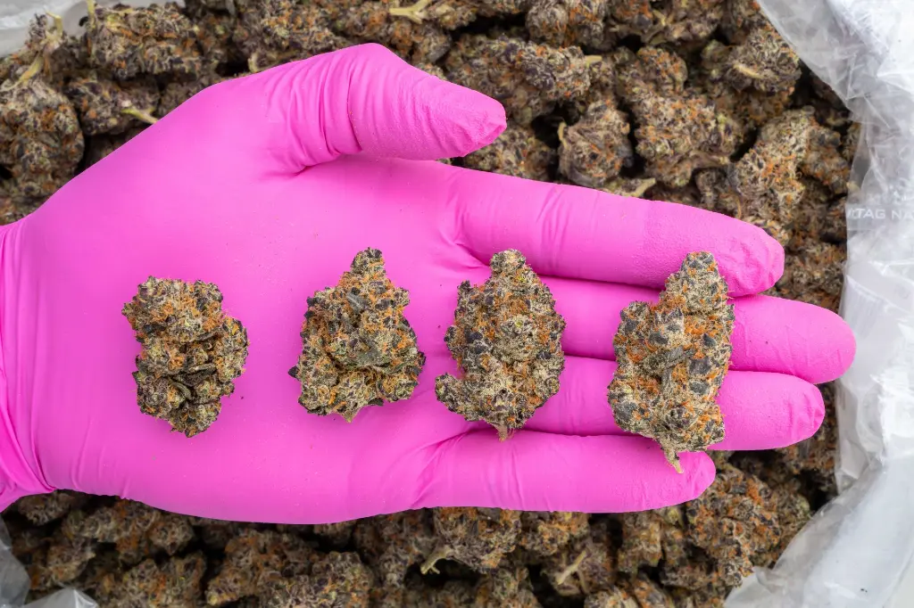 Lemon Slam Indoor -PINK- 092625 20250925SALMS.webp