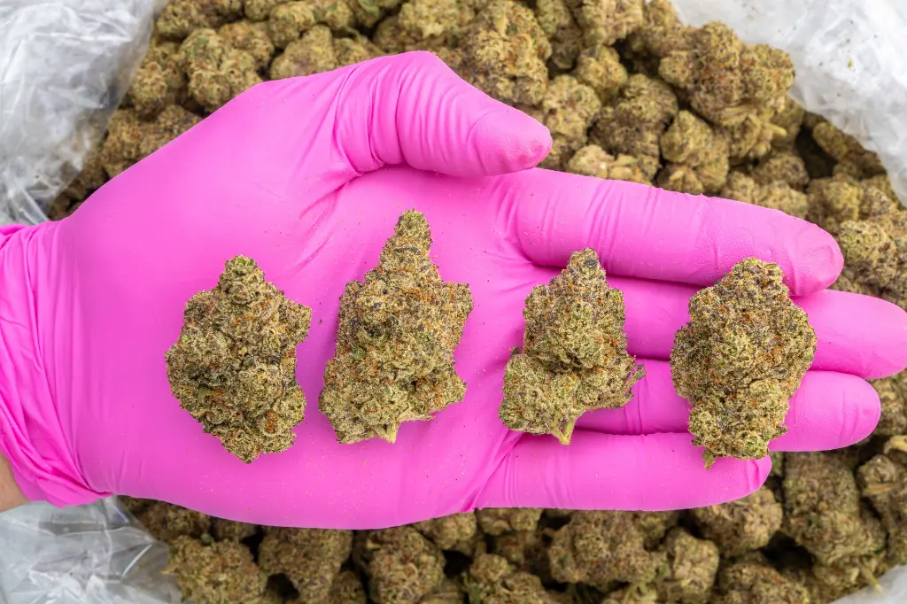 Oh Blis -PINK- 092625.webp