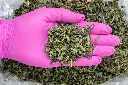 Black Cherry Gelato A-Trim -PINK- 072925.webp