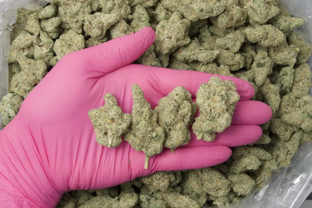 ChimeraJunkyIndoor-NUG-10-24-25.webp