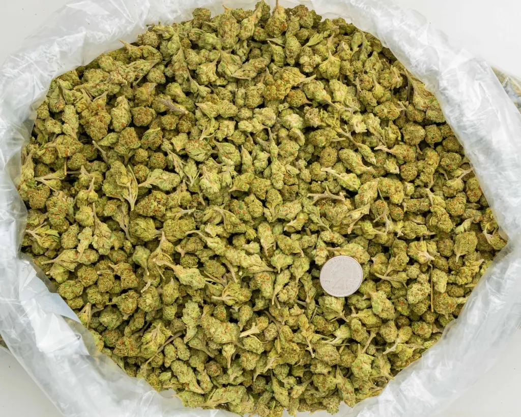 Gooshmintz Smalls -BAG- 101425.webp