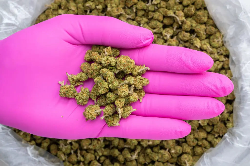 Gelonade -PINK- 101725.webp