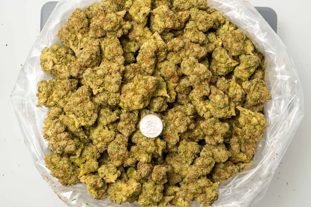 GELATO33-QUARTER-10-24-25.webp