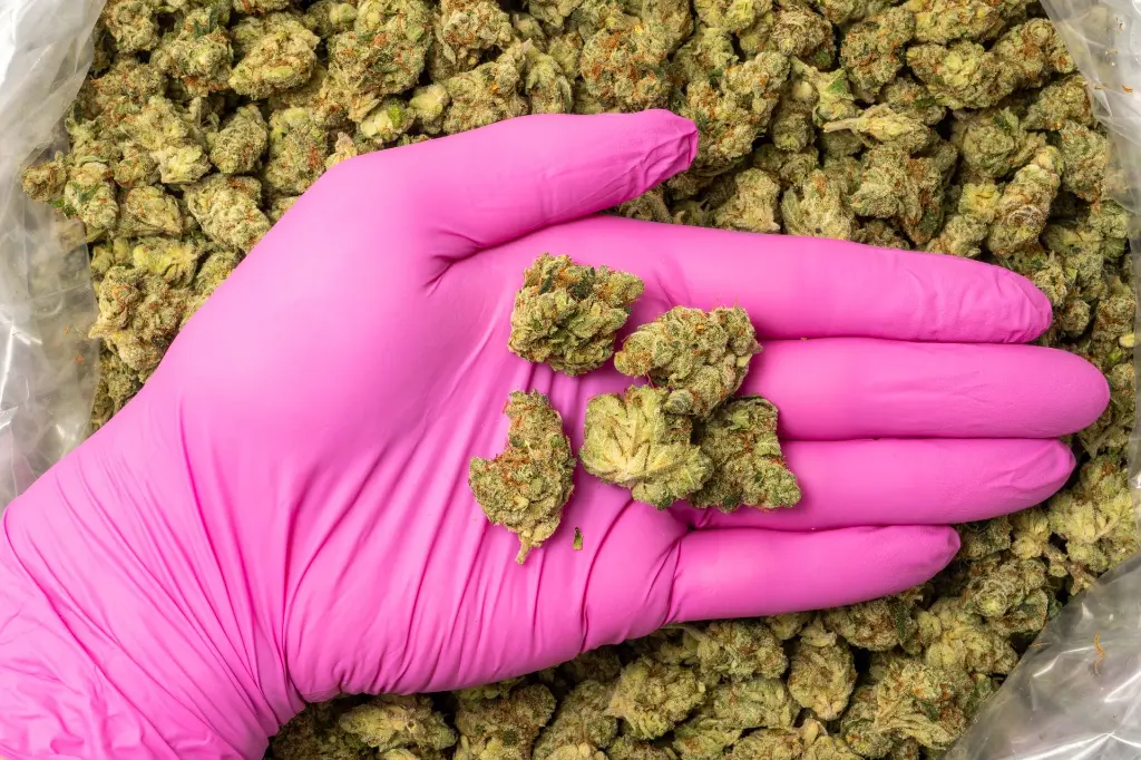 BLUEBERRYBLASTINDOOR-NUGS-10-24-25 (1).webp