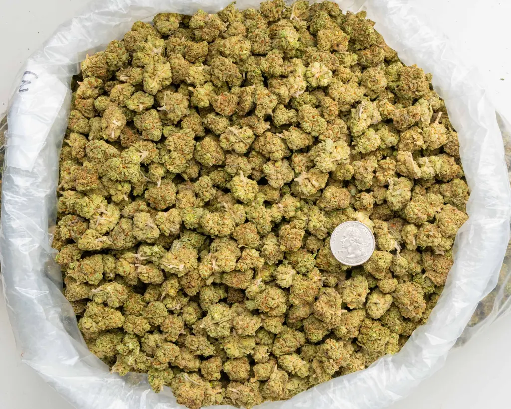 Oreoz Indoor Smalls -BAG- 101325.webp