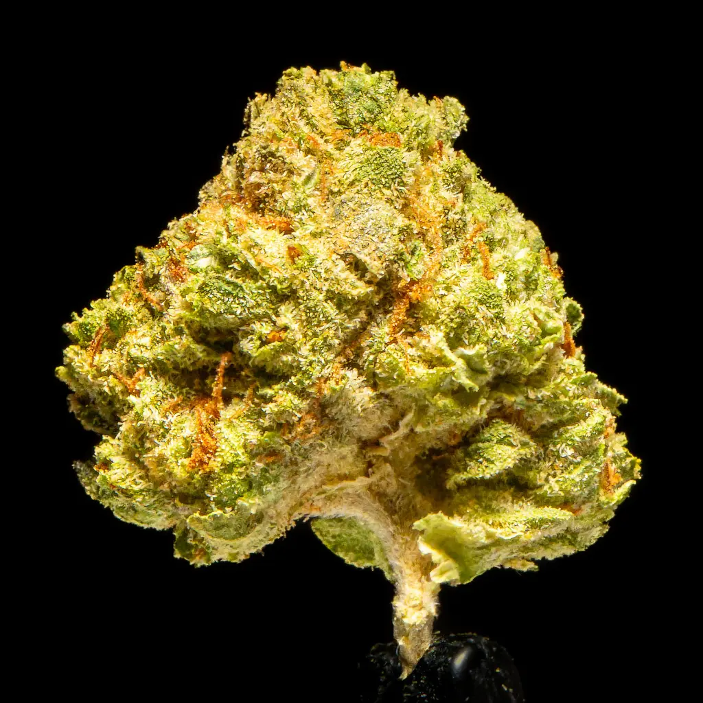 Oreoz Indoor Smalls -FLOAT- 101325.webp