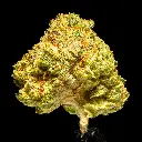 Oreoz Indoor Smalls -FLOAT- 101325.webp