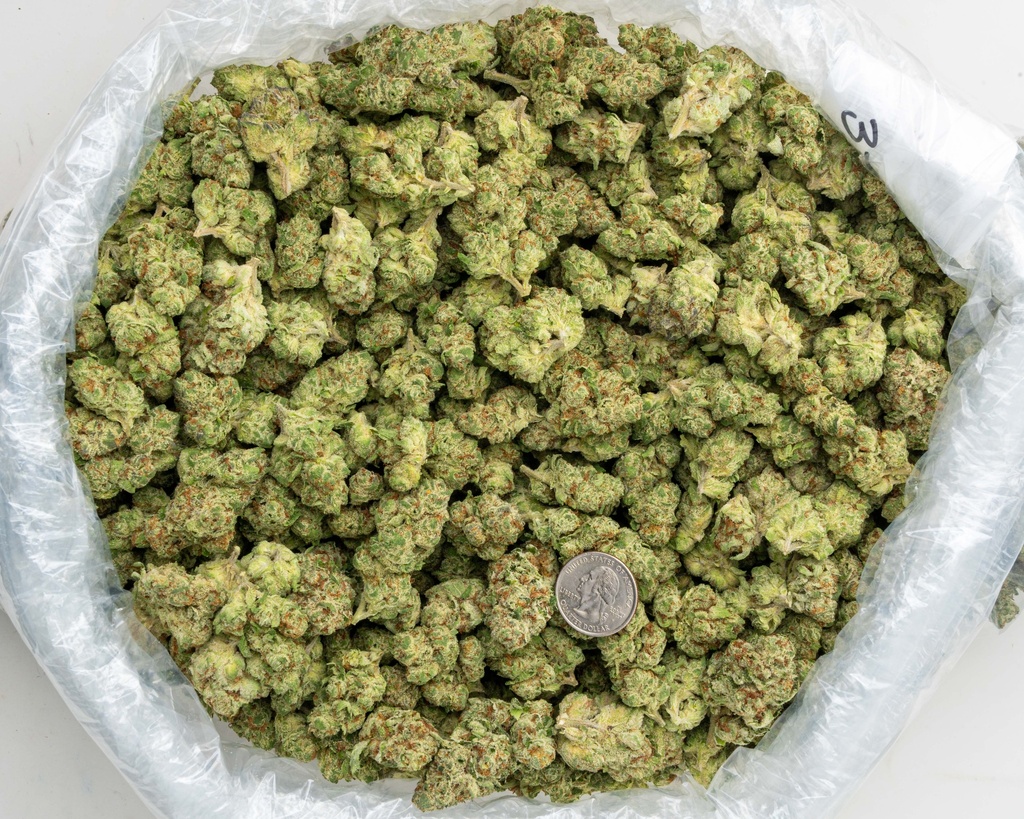 Banaconda Indoor -BAG- 071825 20250718MHMBG.webp