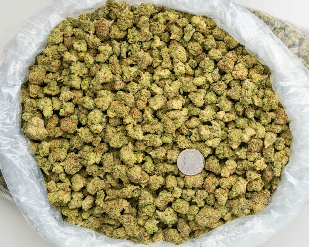 Blue Nerds Smalls -BAG- 101325.webp