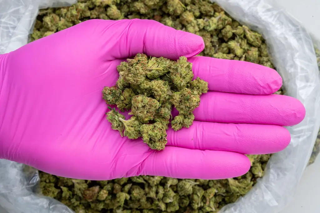 Sour Diesel Smalls -PINK- 102725.webp