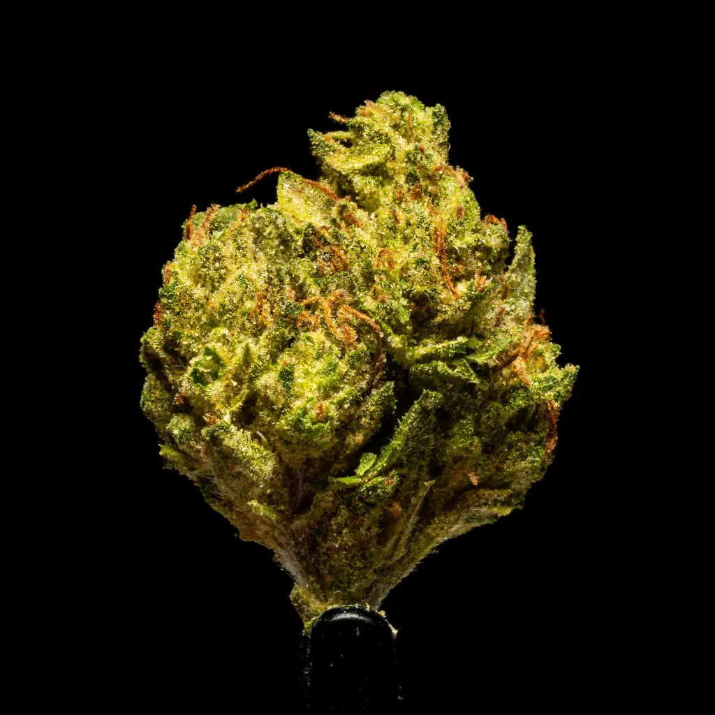 Sour Diesel Smalls -FLOAT- 102725.webp
