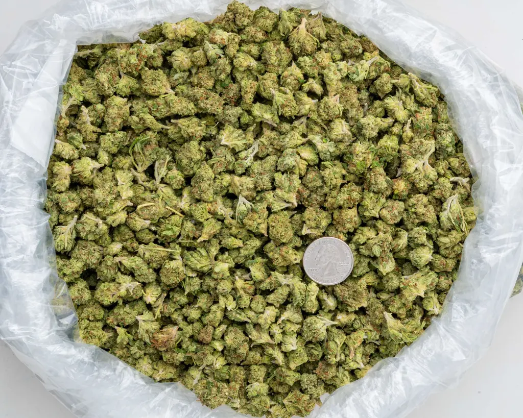 Sour Diesel Smalls -BAG- 102725.webp