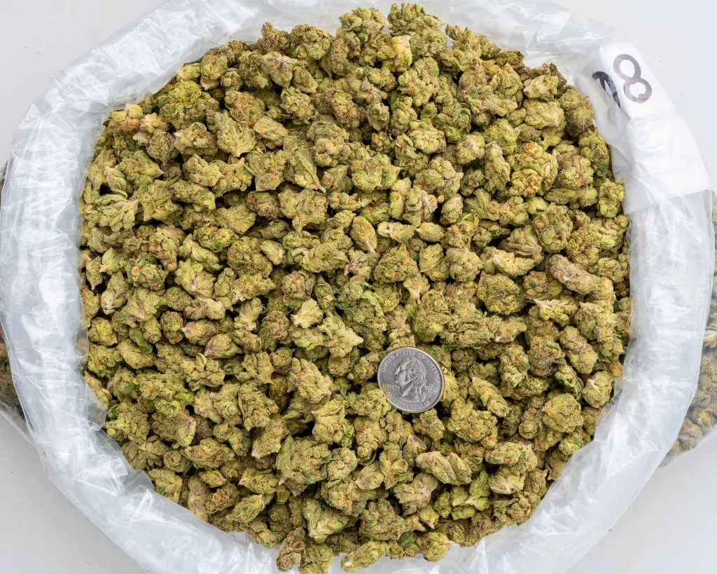 Gelato #41 Smalls -BAG- 102725.webp