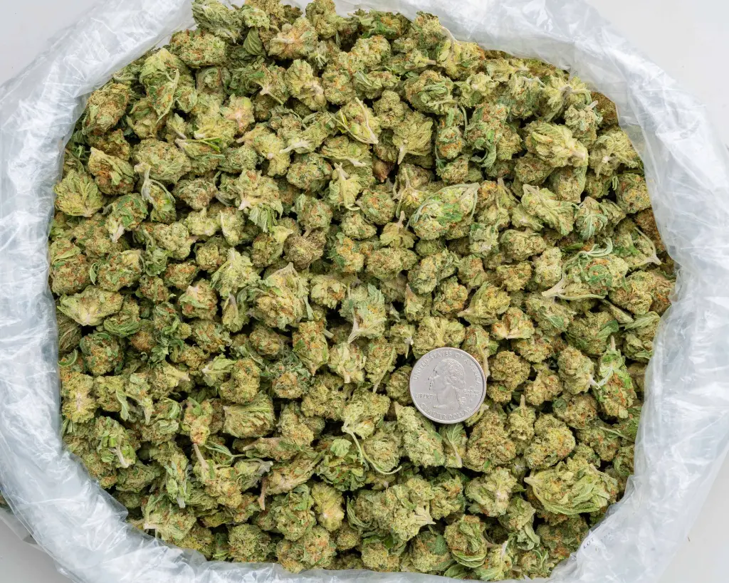 High Society Smalls -BAG- 102725.webp