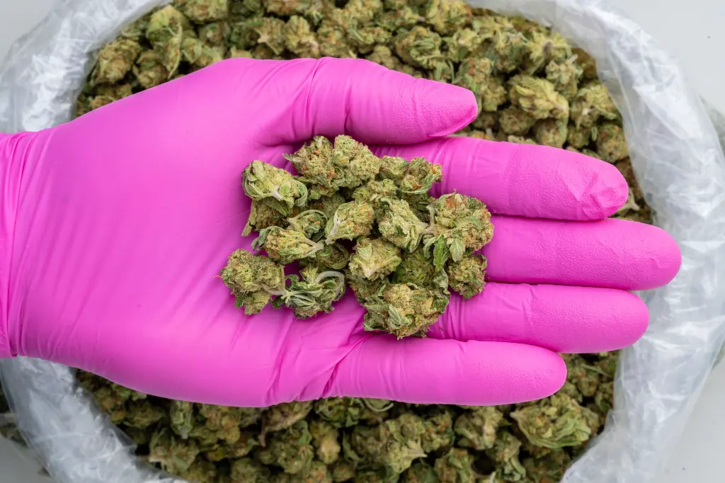 High Society Smalls -PINK- 102725.webp