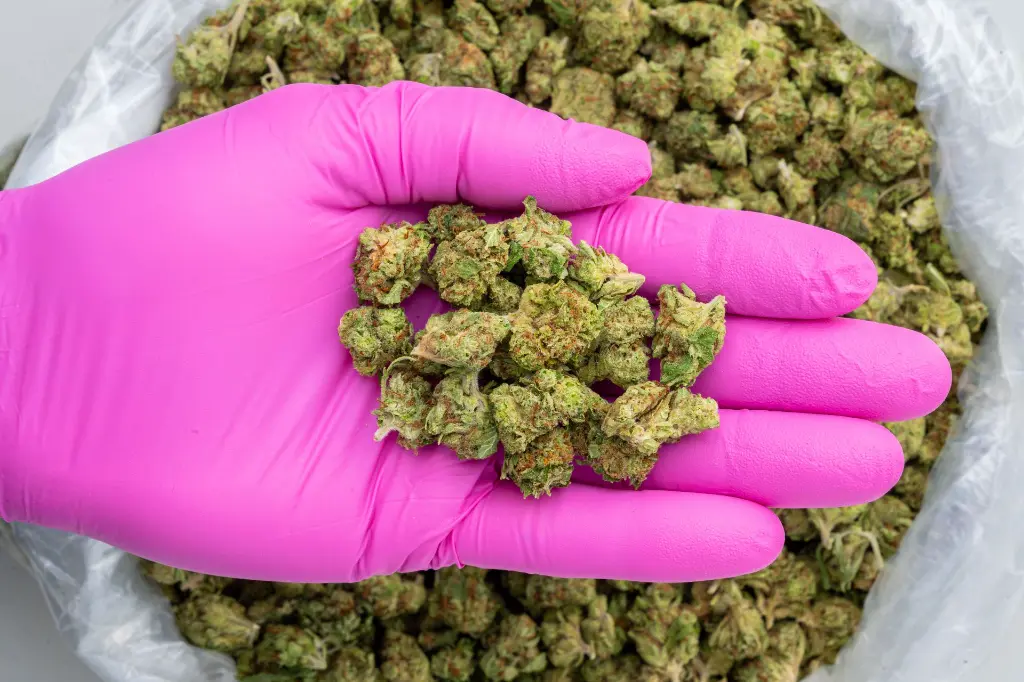 Bubblegum Horchata Smalls -PINK- 102725.webp