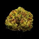 Bubblegum Horchata Smalls -FLOAT- 102725.webp