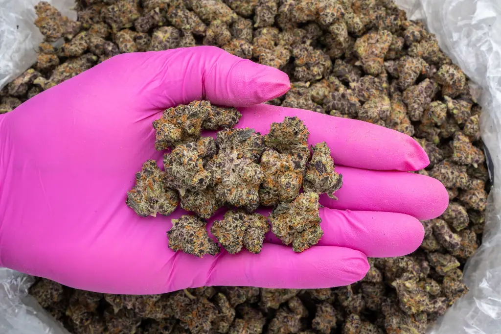 Lemon Slam Indoor Smalls -PINK- 101725.webp