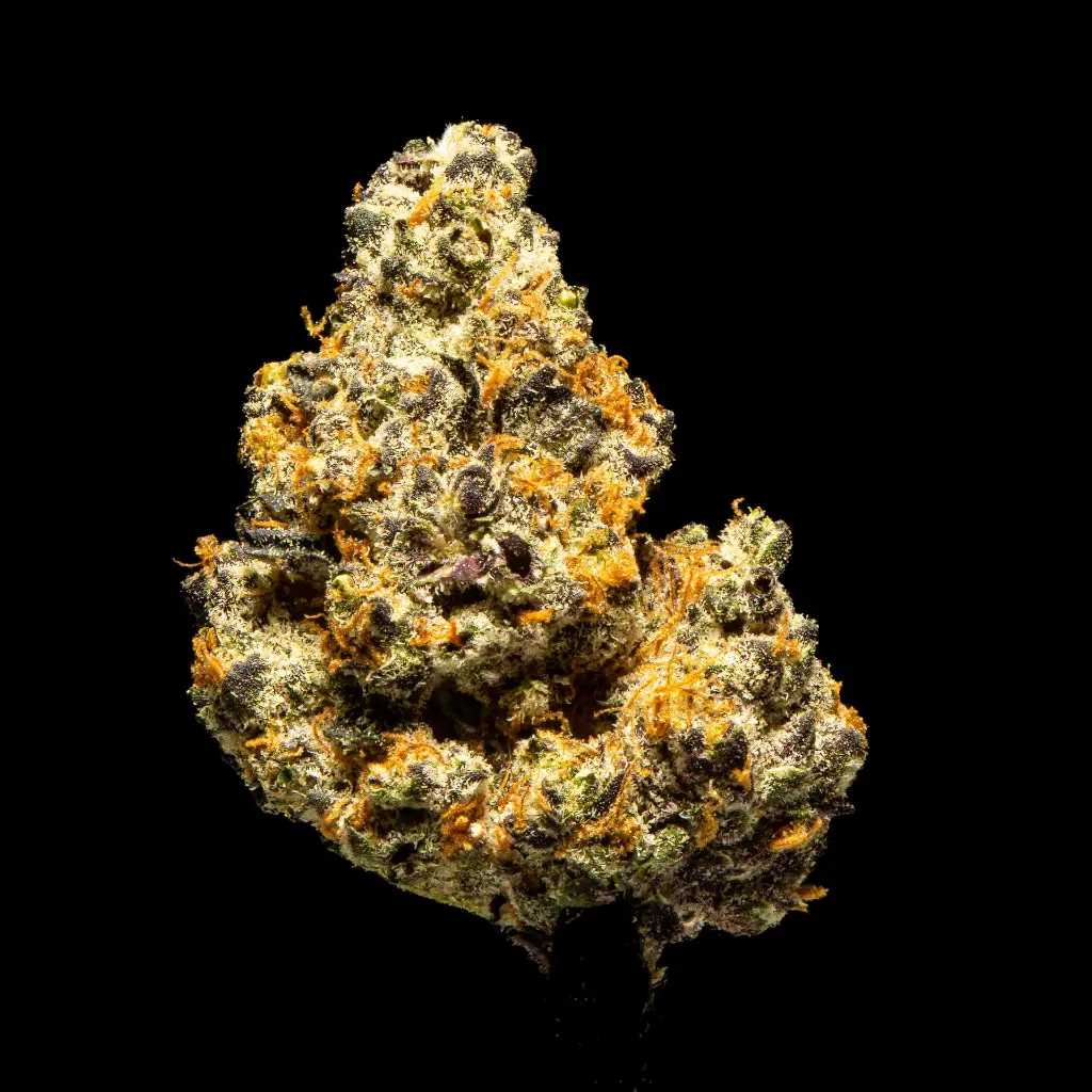 Lemon Slam Indoor Smalls -FLOAT- 101725.webp