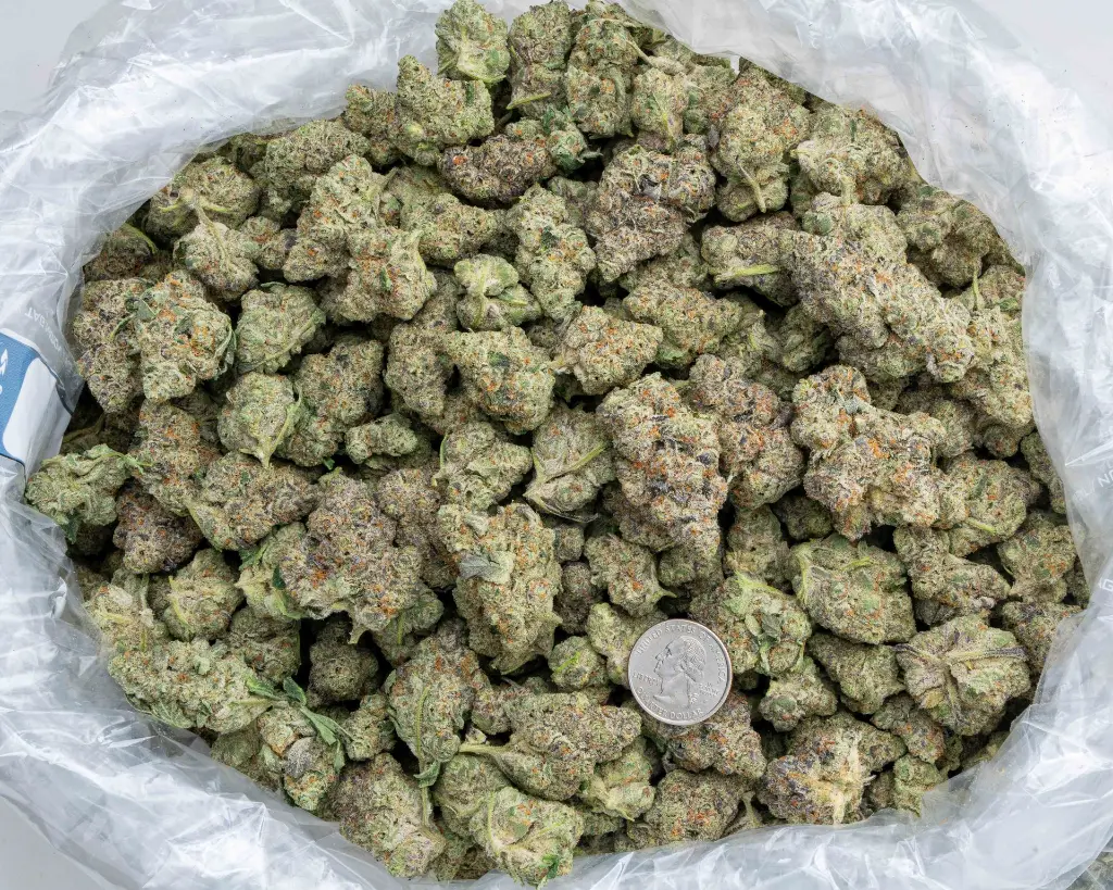 Georgie Pie x Gastro Pop Indoor -BAG- 102325.webp