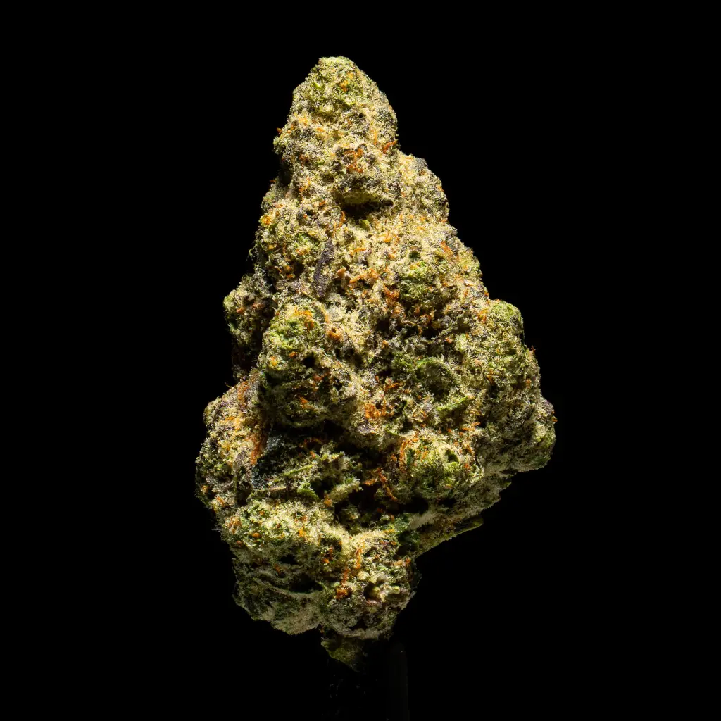 Georgie Pie x Gastro Pop Indoor -FLOAT- 102325.webp