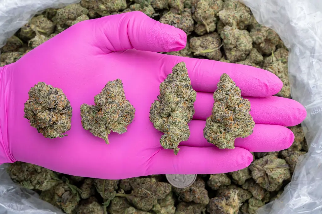 Georgie Pie x Gastro Pop Indoor -PINK- 102325.webp