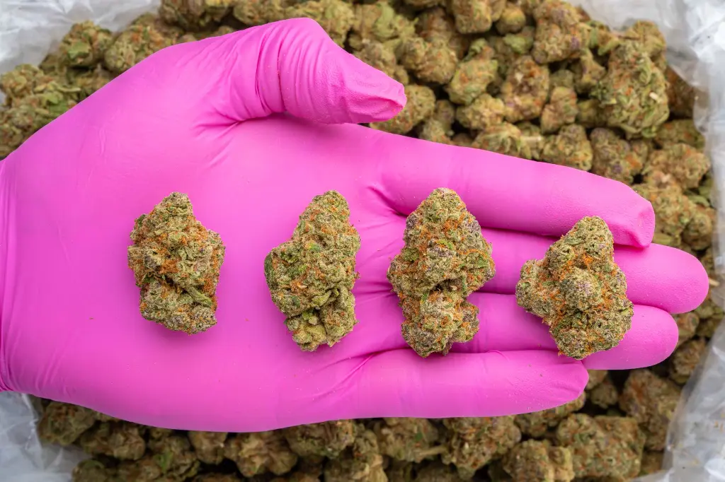 Exotic V2 -PINK- 101725 (1).webp