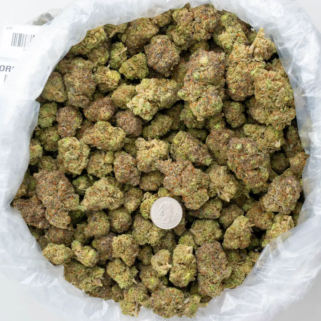 Oreoz Indoor -BAG- 060425 20250605LESBI.webp