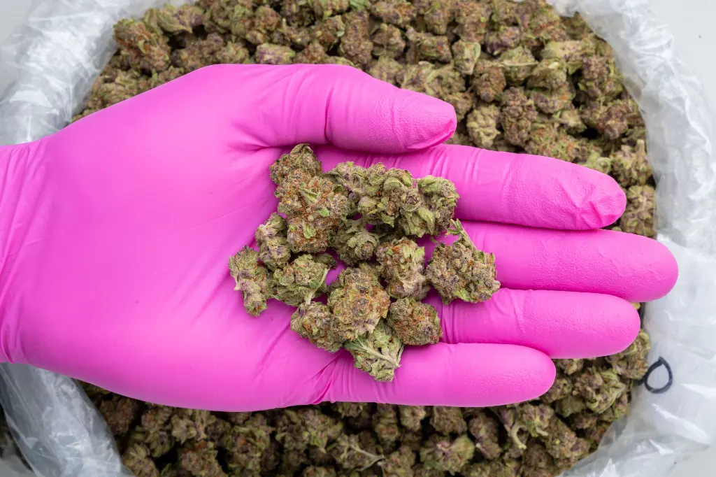 Tropicana Cherry Smalls -PINK- 102725.webp