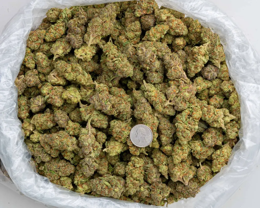 Orange Malt -BAG- 103125.webp