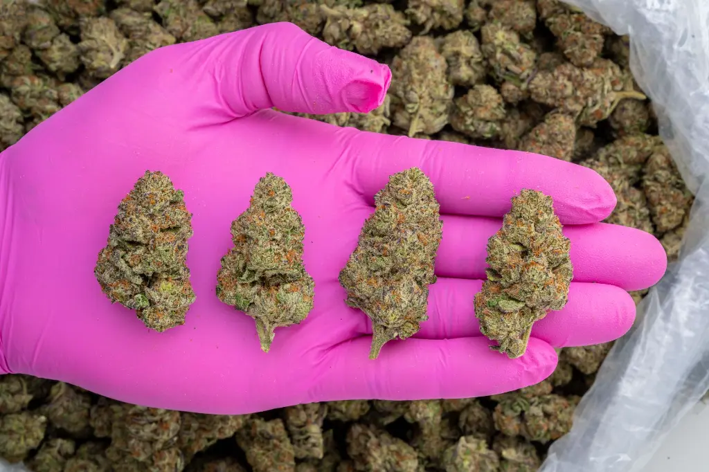 Amaretto Mintz x Mixed Berry -PINK- 103125.webp