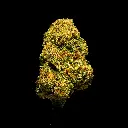 G41 -FLOAT- 103125.webp