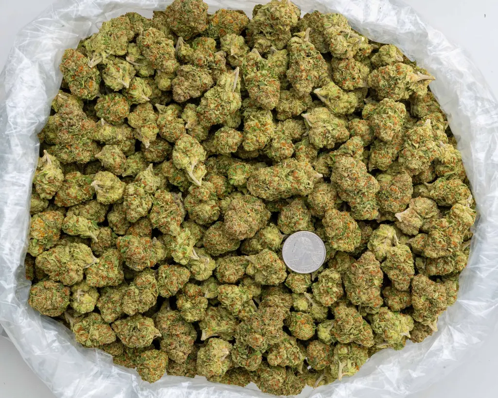 G41 -BAG- 103125.webp