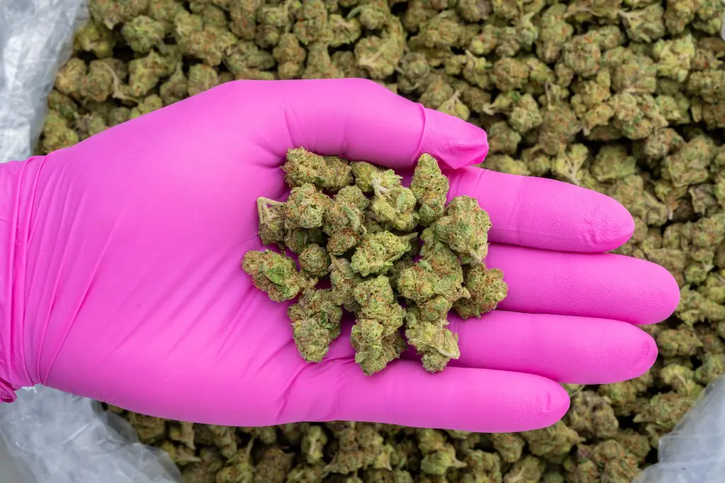 LCS Smalls -PINK- 103125.webp