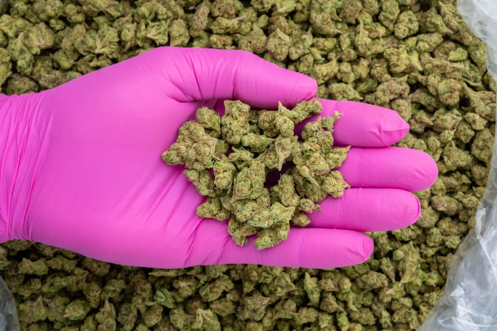 URunt Smalls -PINK- 103125.webp