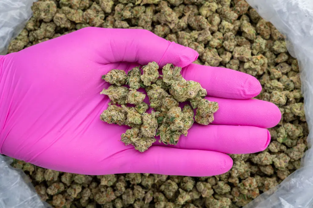 Martian Candy Smalls -PINK- 103125.webp