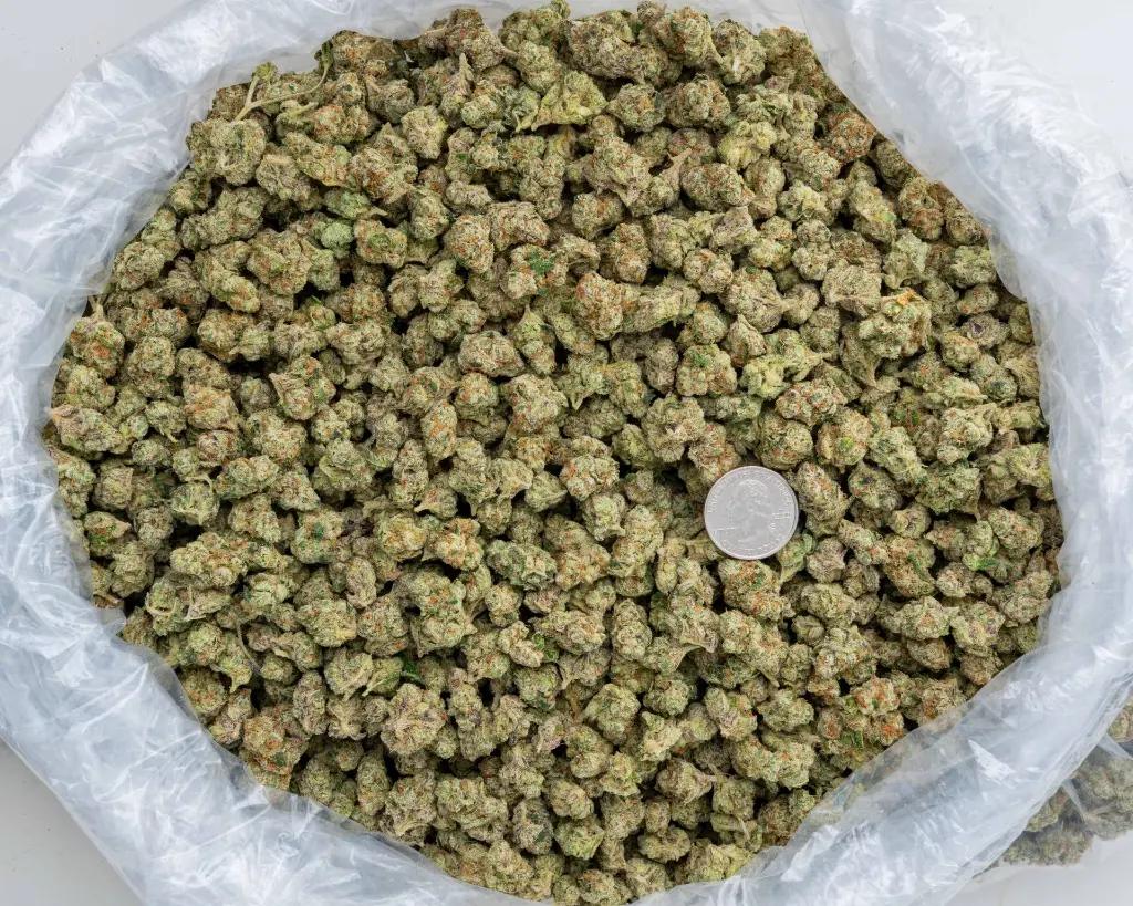 Martian Candy Smalls -BAG- 103125.webp