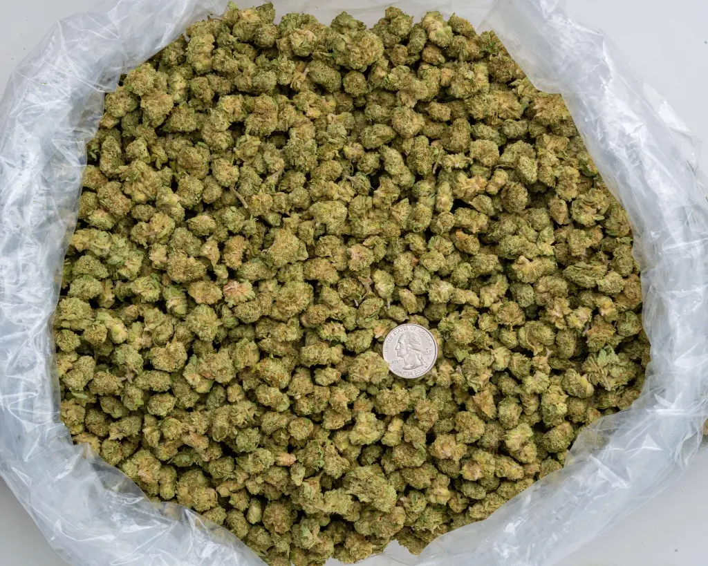 Z and P Smalls -BAG- 103125.webp