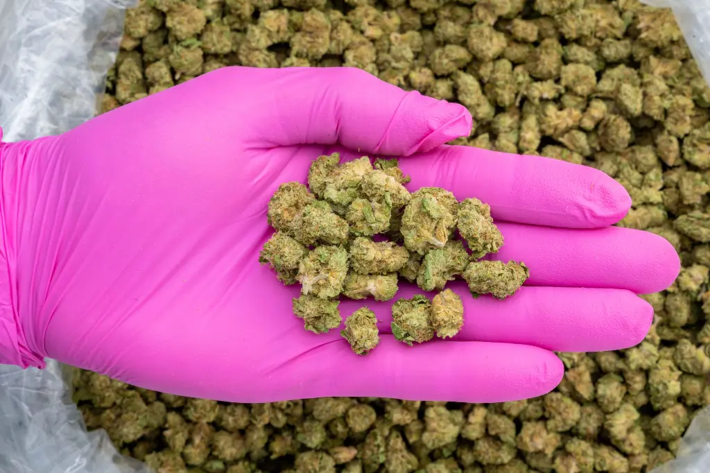 Z and P Smalls -PINK- 103125.webp