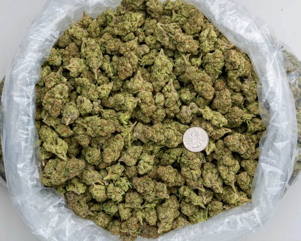 U Cuntz -BAG- 103125.webp