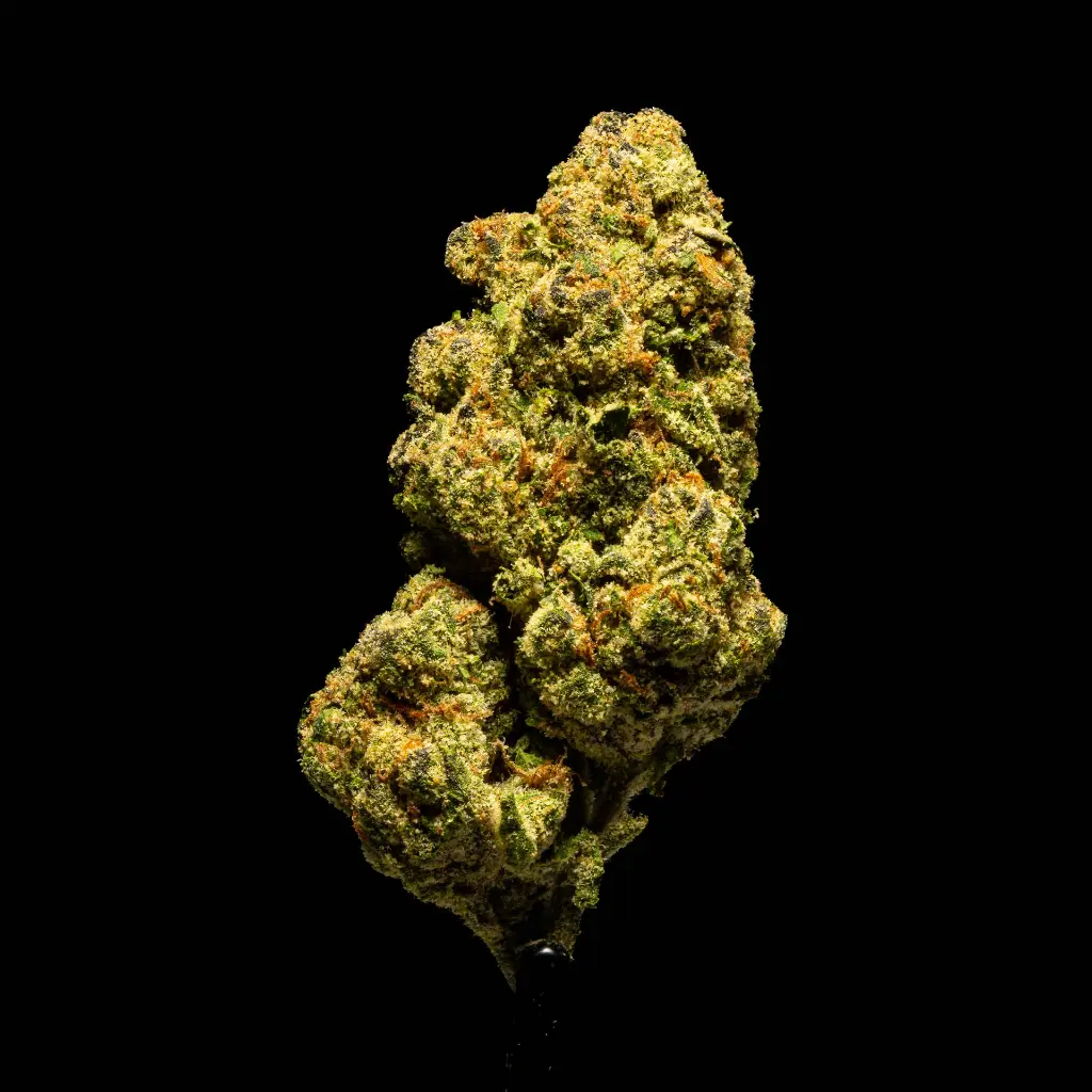 U Cuntz -FLOAT- 103125.webp