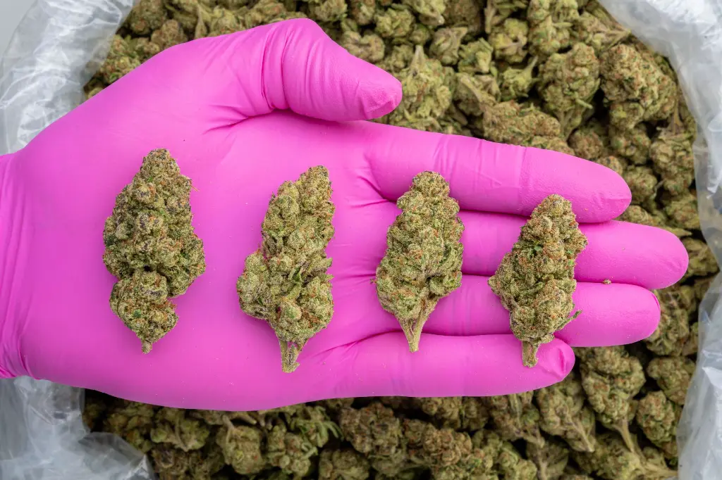 U Cuntz -PINK- 103125.webp