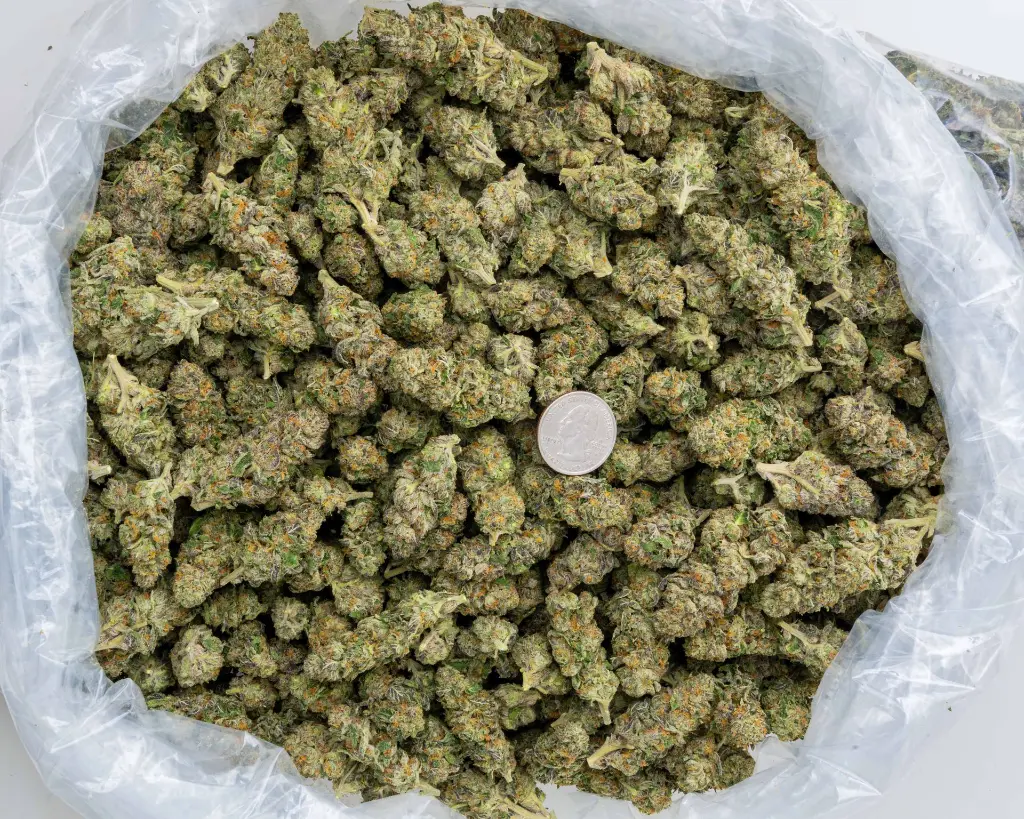 Double Runtz -BAG- 103125.webp