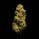 Double Runtz -FLOAT- 103125.webp