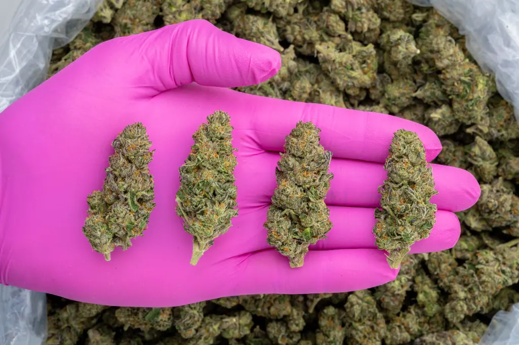 Double Runtz -PINK- 103125.webp