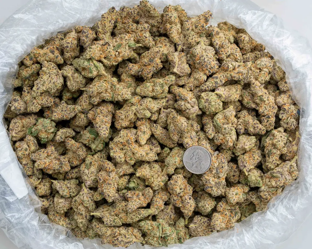 Gelonade -BAG- 102425.webp