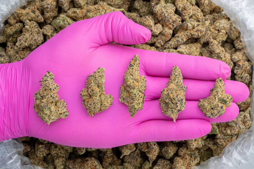 Gelonade -PINK- 102425.webp