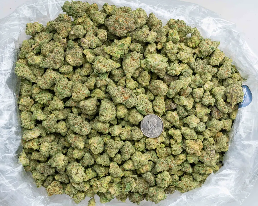 Singapore Sling Indoor Smalls -BAG- 102325.webp