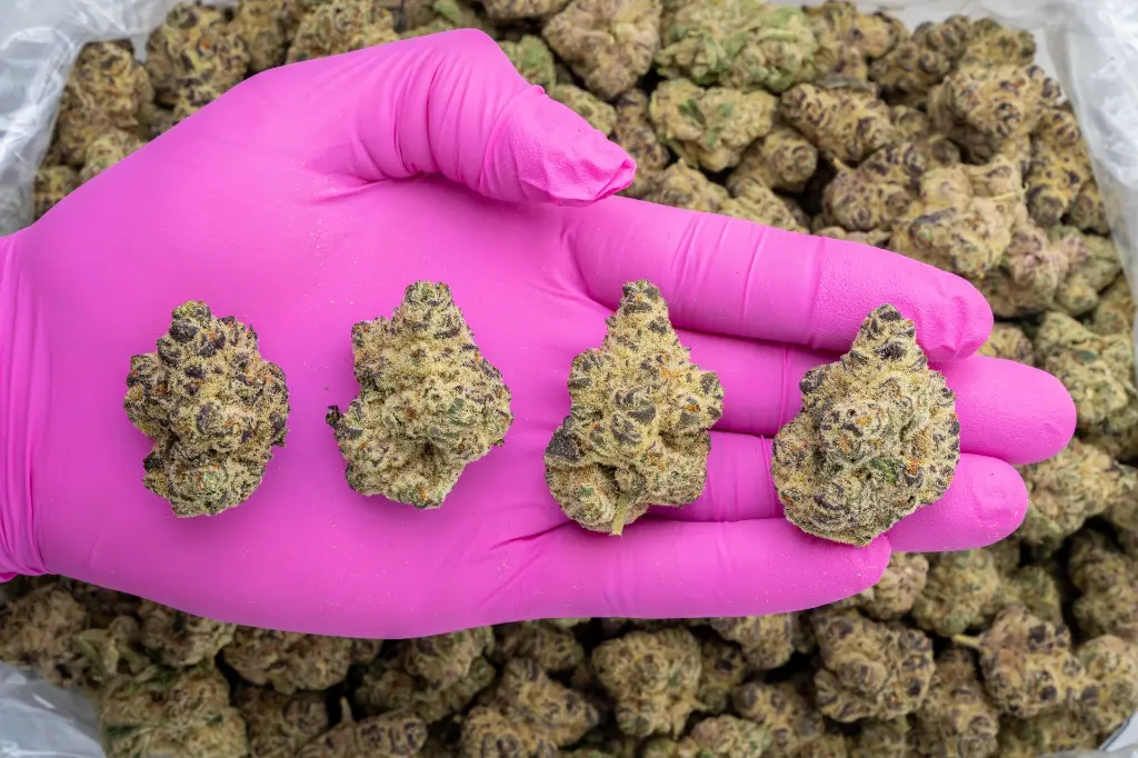 Lilac Diesel -PINK- 102325.webp