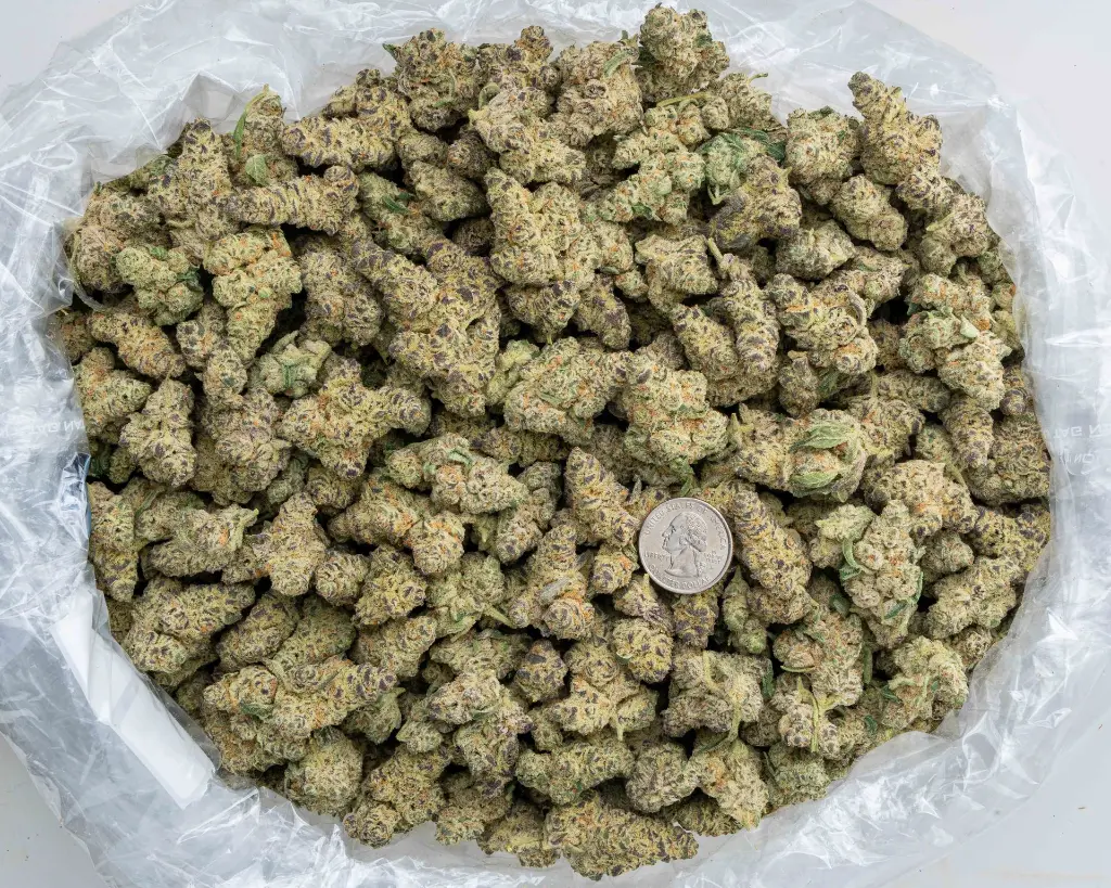 Devil Driver Indoor -BAG- 102325.webp